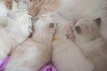 1 month old baby Ragdoll kittens are feeding from their mother.