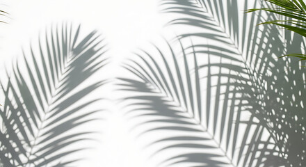 Palm Leaf Shadows on White Wall