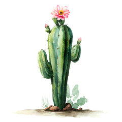Watercolor painting of a tall green cactus with a pink flower and buds isolated on transparent background