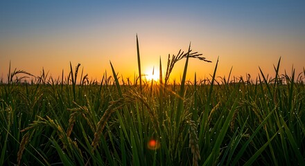 Fototapeta premium Golden Hour Sunset over Lush Rice Paddy Field