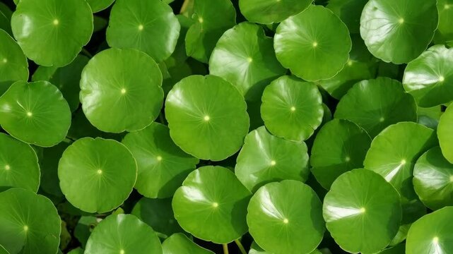 Close-up showcases vibrant green Asiatic Pennywort leaves, round shaped, densely packed, displaying intricate vein patterns, natural lighting highlights textures