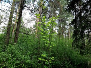 Trees in the forest. Spring.