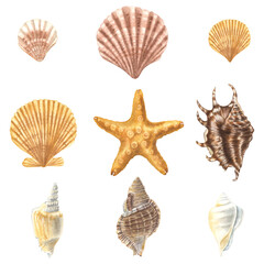 Whimsical seashells set. Hand drawn watercolor illustration of shells on isolated background. Drawing of scallop and starfish. Sketch of cockleshell for greeting card, invitation. Underwater clipart