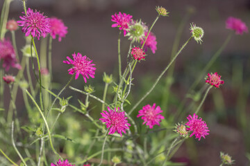 Magenta colored blossoms of Knautia macedonica.