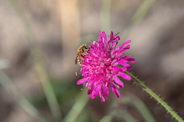 Wild bee feeds on a Macedonian scabious (Knautia macedonica).