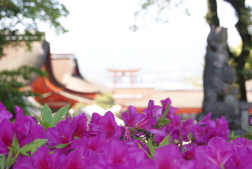 赤い鳥居を背景に咲く鮮やかな躑躅の花