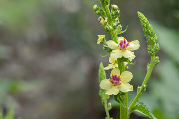 Blossom of the black mullein (Verbascum nigrum). Space for your text.