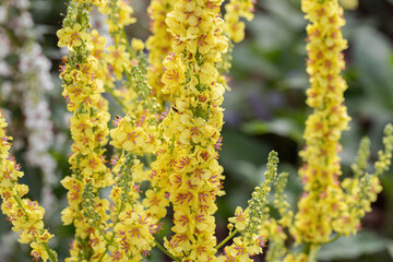 Inflorescence of black mullein (Verbascum nigrum). Detail shot.