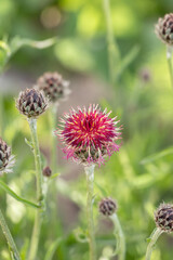 Closeup of the blossom of very dark purple knapweed (Centaurea atropurpurea).