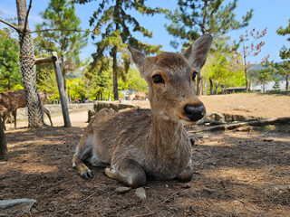 Close up of deer sitting down at Nara Park, Japan