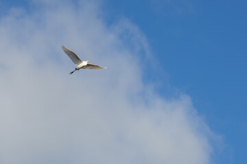 Japanese egret in the sky