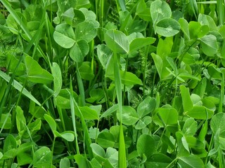 Fototapeta premium Green leaves of a plant in the garden. Plant name is Trifolium.