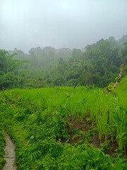 green forest in rainy season
