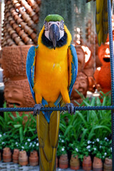 A colorful macaw parrot stay on the steel bar at the public zoo
