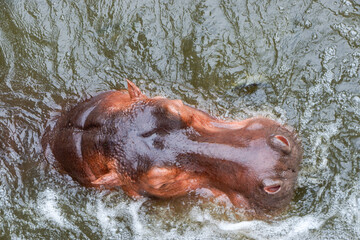 Hippo in the water. Hippopotamus in the zoo. Artiodactyl mammal in the pool
