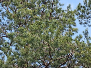 Tree branches in the forest. Plant name is Pinus.
