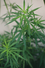 Green marijuana, hemp leaves. Cannabis high quality. Thematic photo to treat patients and drugs against pain. Toned with color filter and soft noise to get old camera effect. Soft focus and blurred.