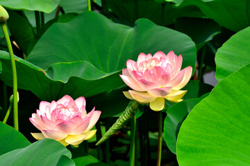 ハスの花