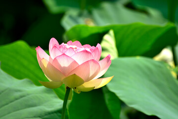 蓮の花