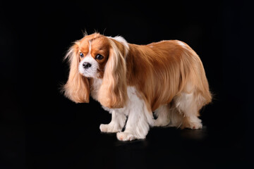 Spaniel cavalier King Charles dog on a black background after a haircut in the salon