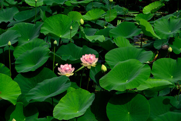 蓮の花