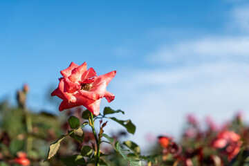 青空の下に咲く赤い薔薇の花