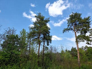 green trees in the forest
