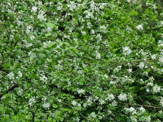 beautiful flowers of apple tree in the garden
