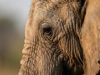 Fototapeta premium elephant