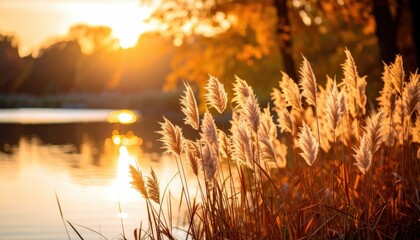 Golden Reeds Waving Beside Reflective Pond At Dusk Under Warm Sunset Light