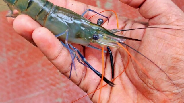 big fresh long blue leg prawn in hand in nice blur background HD