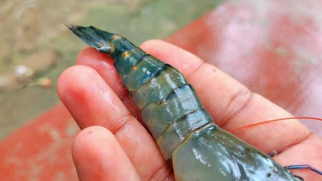 big fresh long blue leg prawn in hand in nice blur background HD