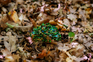 Flies feeding on dung against the muted, earthy tones of the surrounding foliage
