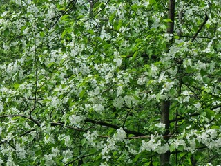 Spring flowers. Blooming apple trees
