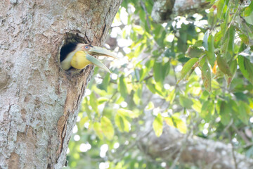 bird
