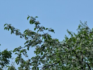 Beautiful botanical shot, natural wallpaper. Apple tree.
