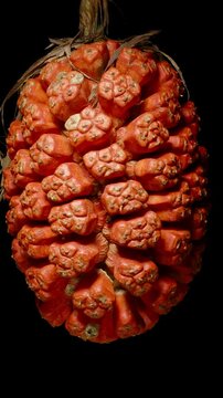 Vertical video. Large Orange Pandanus Fruit Rotating Slowly Against a Black Background, Shot in Close-Up With a Slight Downward Angle, Emphasizing Detail and Texture, Looping Animation, Exotic Fruit C