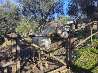 White Horse Behind Wooden Fence