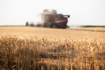 Combine harvester in field wheat
