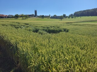 Weizenfeld. Als Getreide werden vor allem zwei Arten angebaut: Weichweizen und Hartweizen.