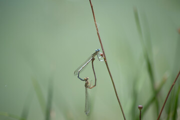 two dragonflies perched on a branch