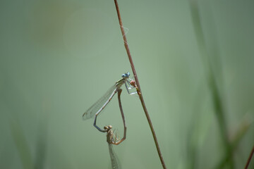 two dragonflies perched on a branch