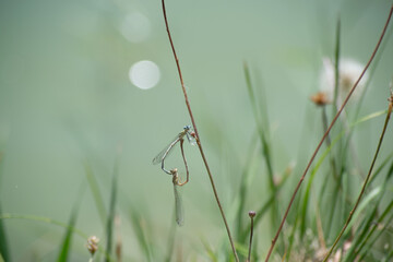two dragonflies perched on a branch