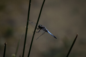 a dragonfly perched on a flower