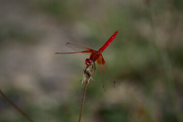 a dragonfly perched on a flower