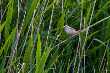 Bartmeise Weibchen  im Sommer (Panurus biarmicus) bei der Brutpflege