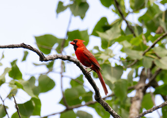 Curious Northern Cardinal (Cardinalis cardinalis) Scaling A Branch