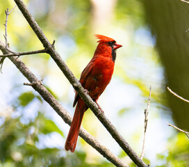 Close-Up of a Northern Cardinal (Cardinalis cardinalis) Perched on a Branch in a Sunlit Wisconsin Forest