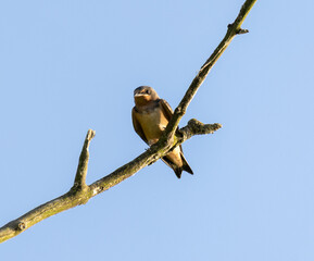 Close-Up of Tree Swallow (Tachycineta bicolor) on Thin Forest Branch
