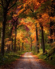 Fototapeta premium autumn in the park